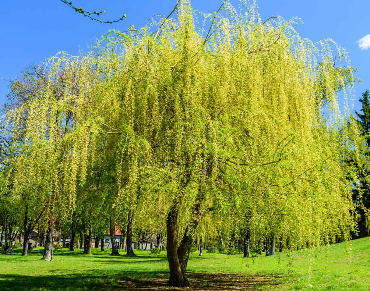 Weeping willow trees have attractive arched branches and an aggressive root system.