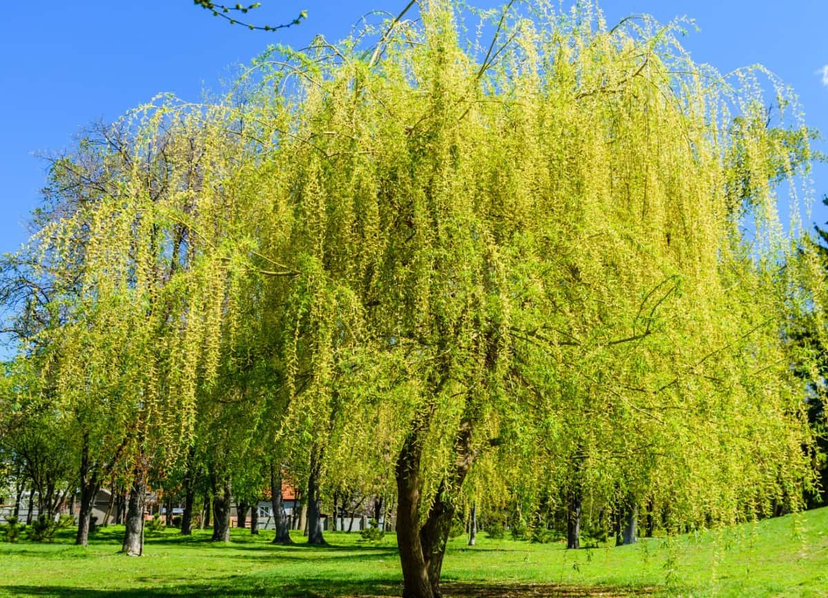 The drooping leaves of the weeping willow are an attractive part of any landscape.
