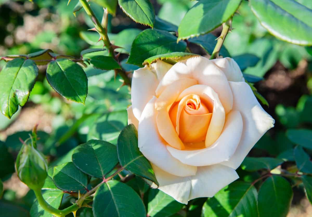 The Westerland rose trails nicely over a wall or fence.