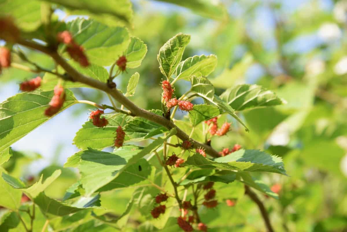 White mulberry trees produce delicious fruit.