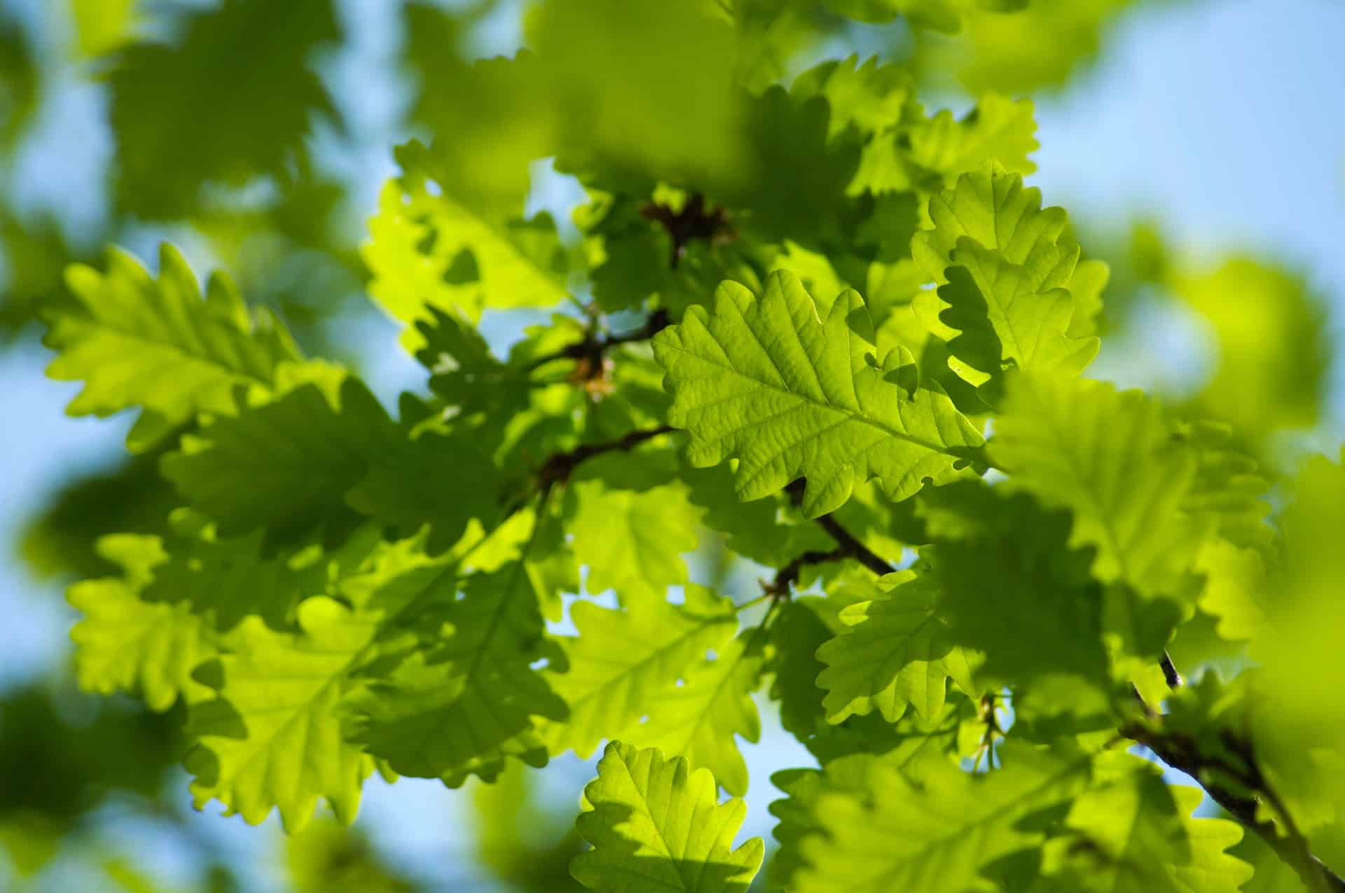 White oaks are exceptionally drought tolerant.