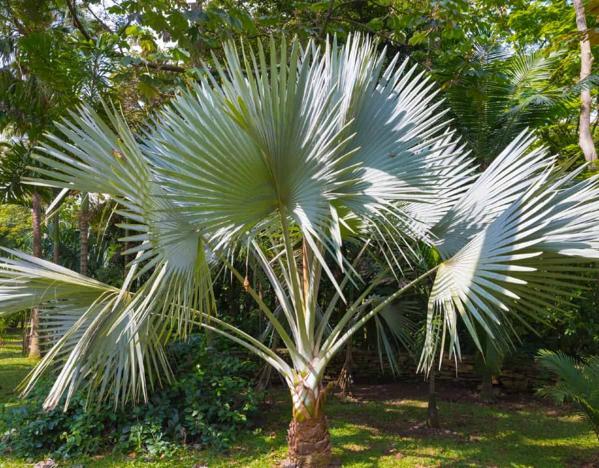 Windmill palms offer a tropical vibe and a pleasant fragrance.