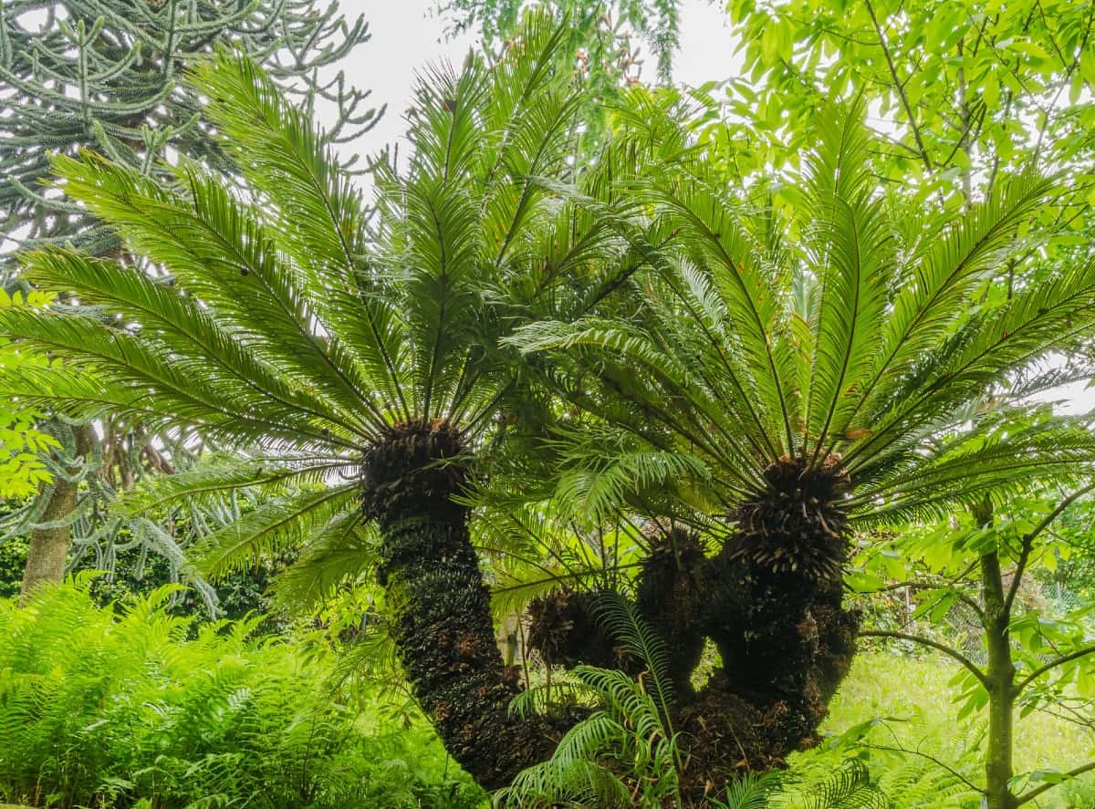 Windmill palms do best in US zones 8-11.