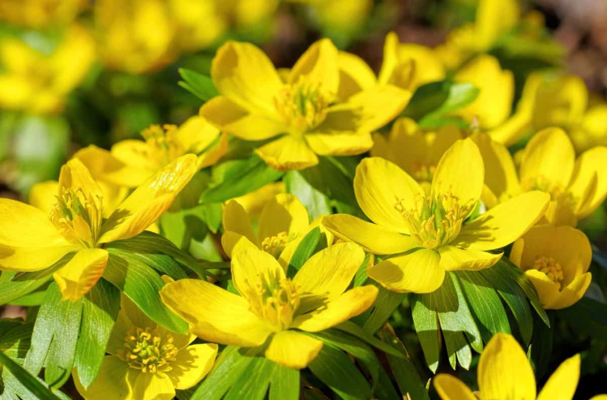 Winter aconite has cheerful yellow flowers that bloom all winter.