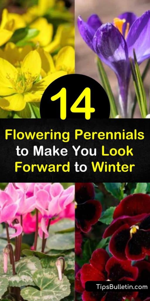 Discover perennials that brighten up a winter garden with their colorful blooms. These spectacular winter bloomers include the white flowers of snowdrops, the pink or red flowers of cyclamen, and the yellow flowers of the snow crocus. #perennials #winterblooming #wintergarden