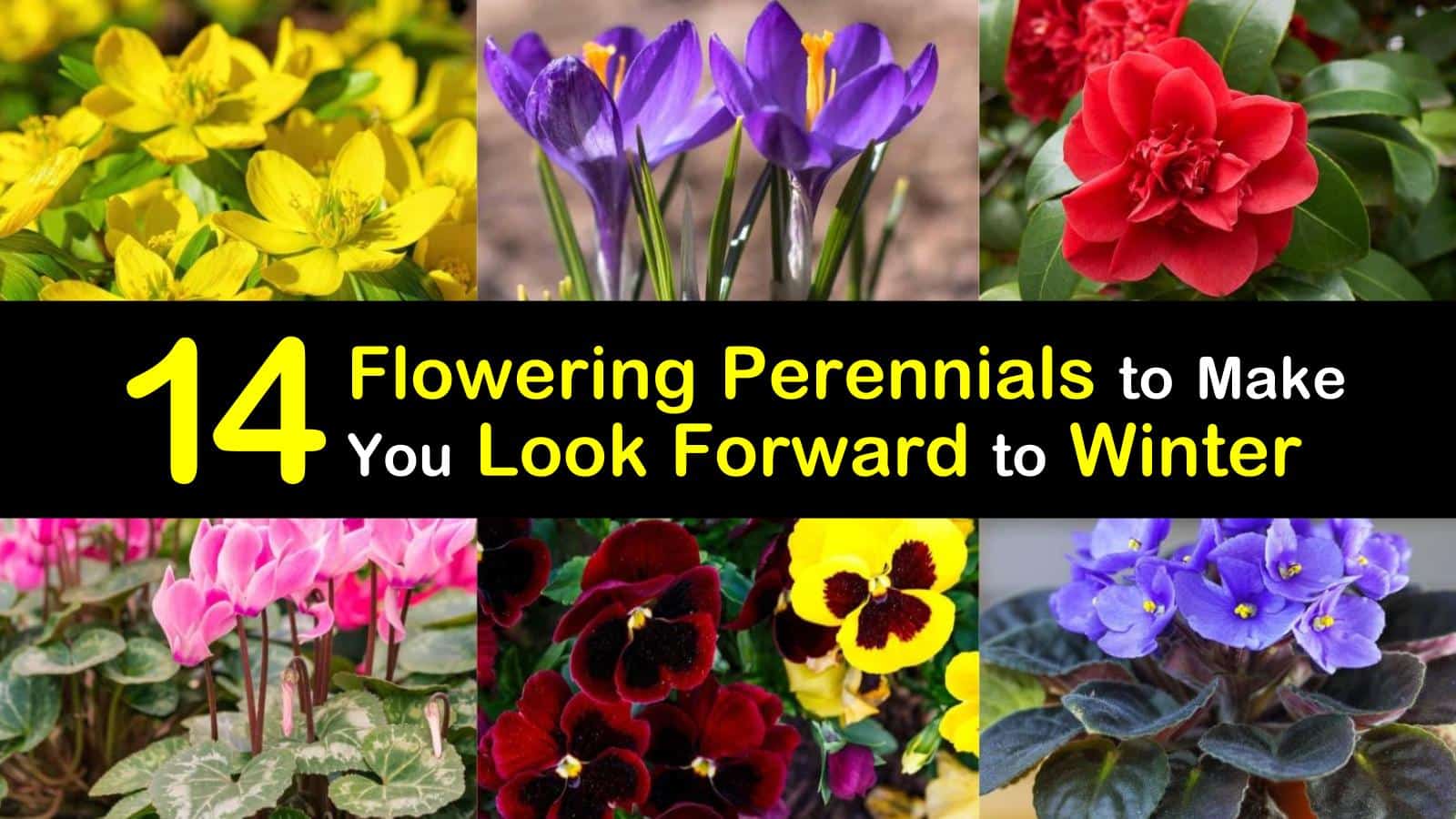 14 Flowering Perennials to Make You Look Forward to Winter