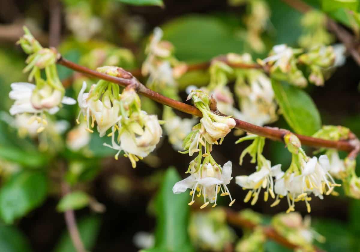 Winter honeysuckle flowers smell delightful.