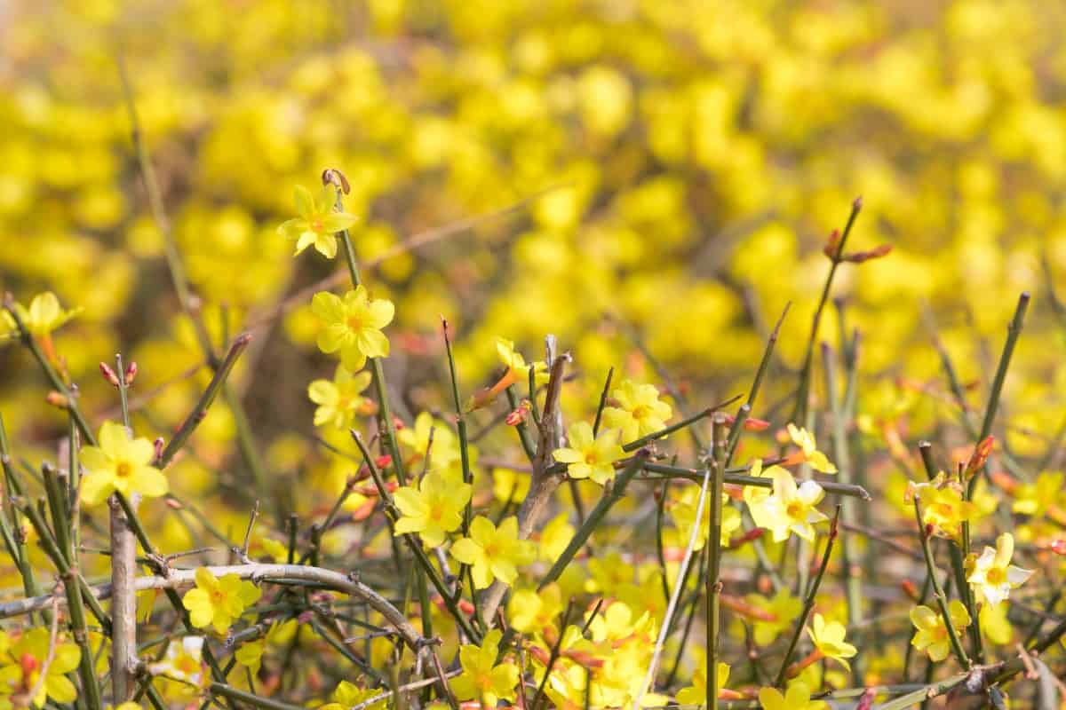 Winter jasmine is a vining shrub with yellow flowers.