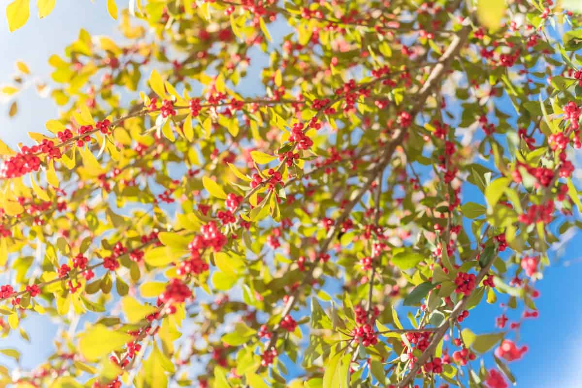 Winterberry develops a heavy crop of berries during the winter months.