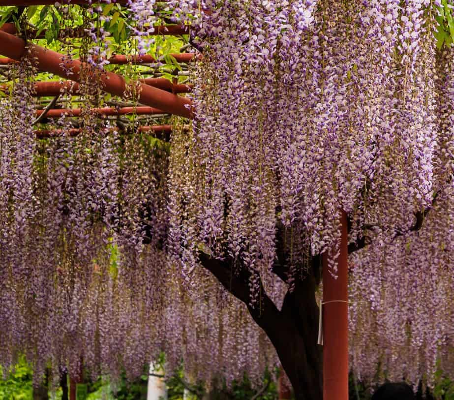 Wisteria is a gnarly ornamental vine with fantastic flowers.