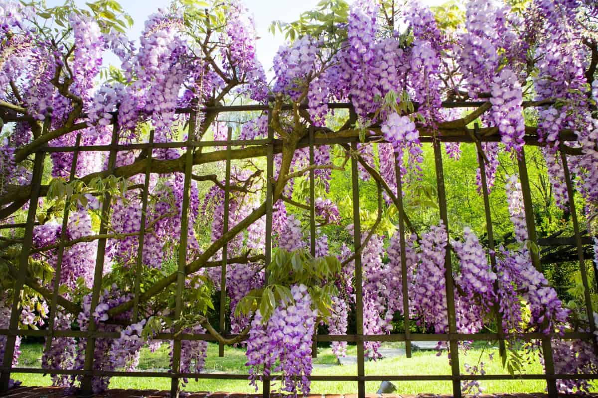Wisteria is a gorgeous vine that is also invasive.