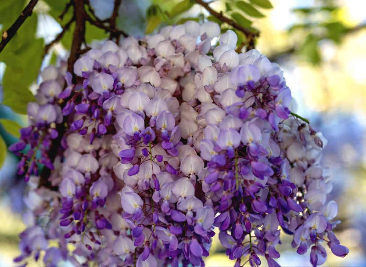 Wisteria is a fragrant summer blooming vine.