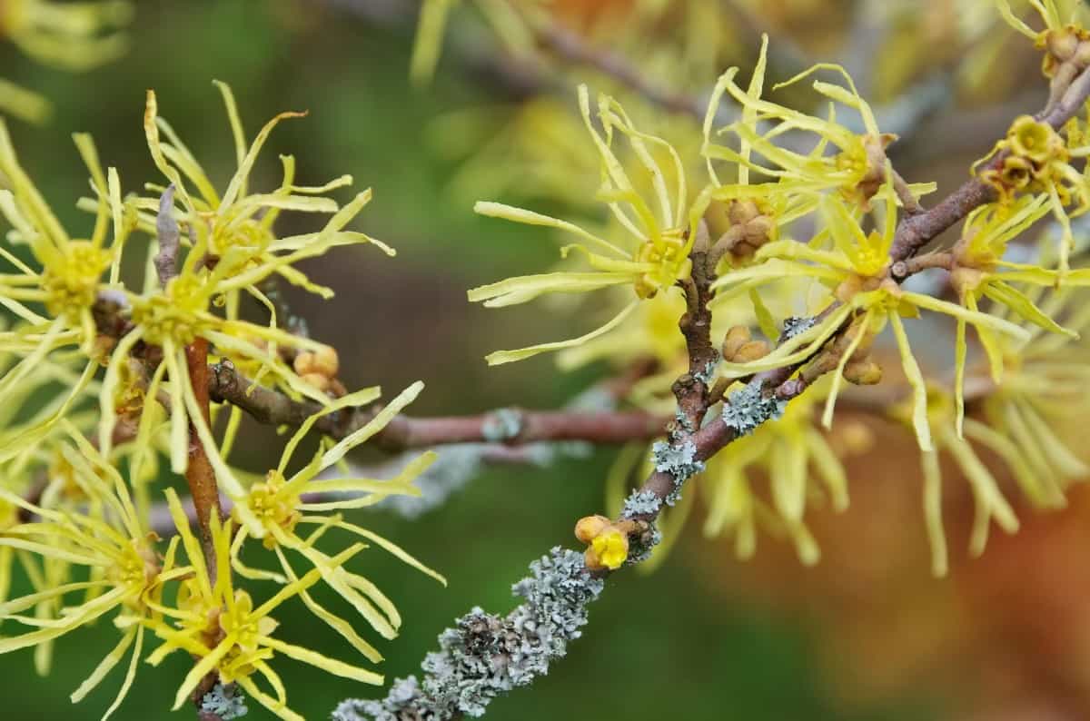 Witch hazel is a shrub that is very cold-hardy.