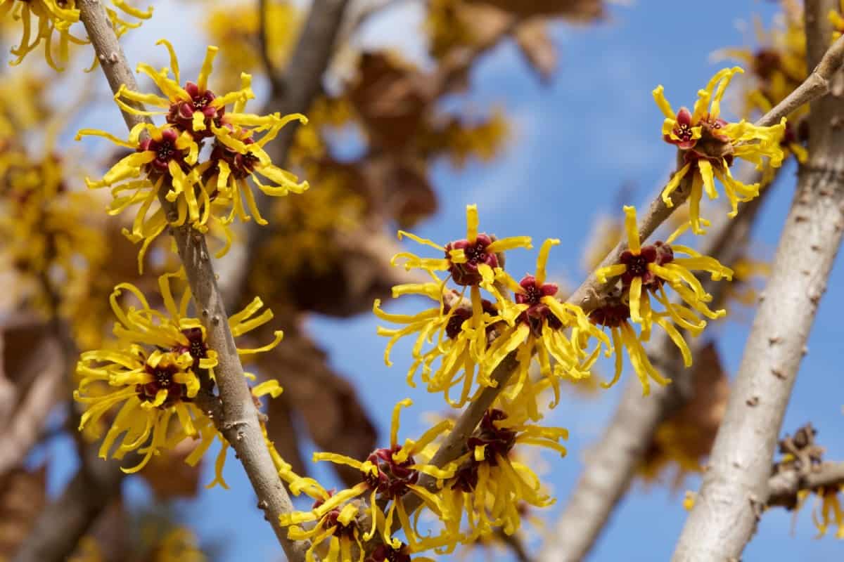 Witch hazel has unusually-shaped yellow blooms.