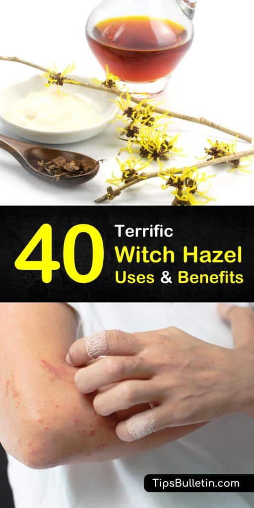 40 Amazing Witch Hazel Uses and Benefits. With detailed tips on using witch hazel for acne, face, beauty, as a toner for skin, in combination with essential oils and also for dogs and plants. Includes eleven witch hazel recipes and remedies tips. #witchhazel #usewitchhazel