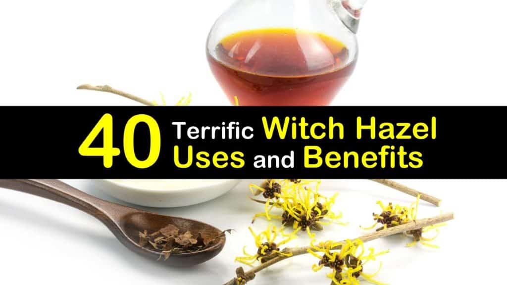 witch hazel uses titleimg1