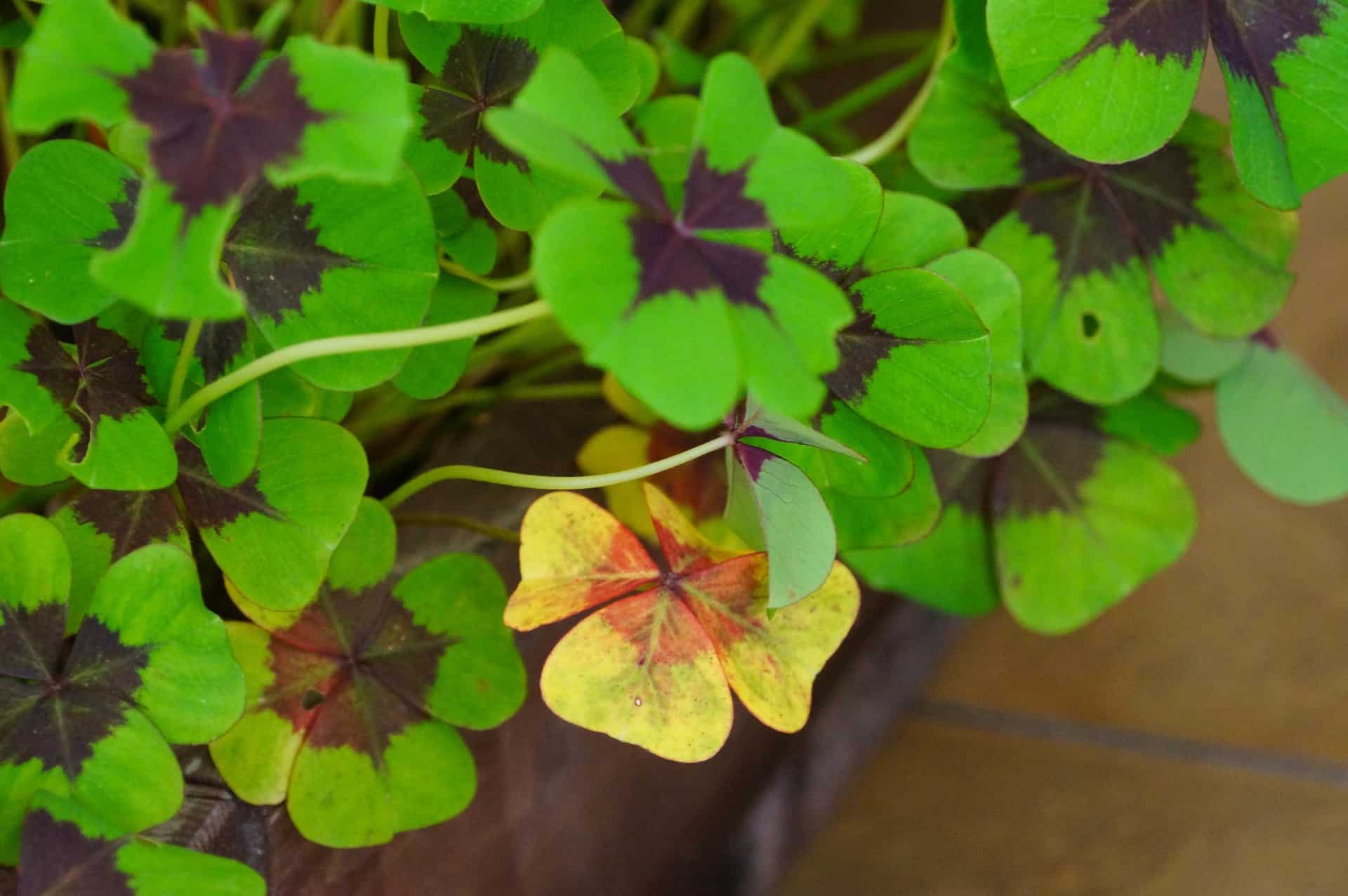 Wood sorrel leaves look like shamrocks.