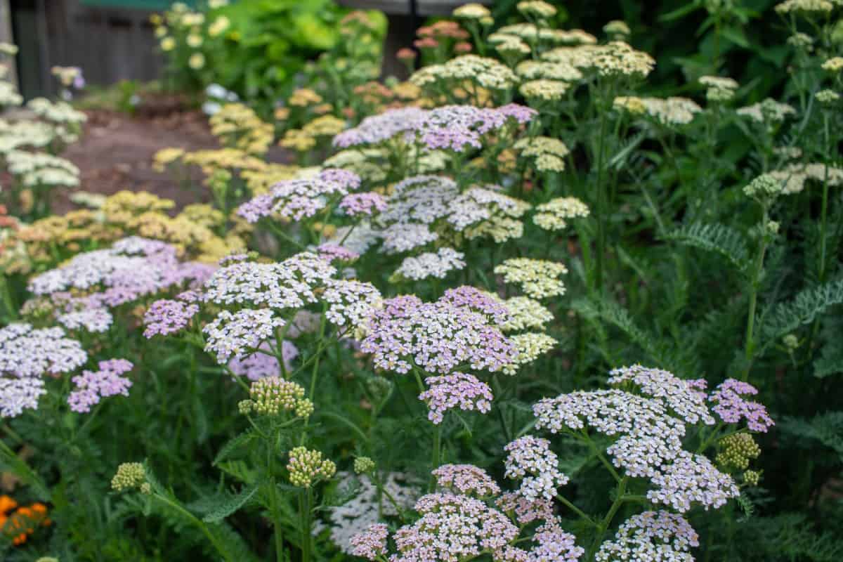Yarrow is an attractive drought-tolerant perennial.