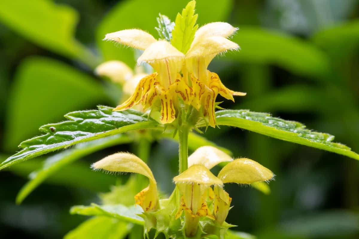 The yellow archangel is part of the mint family.