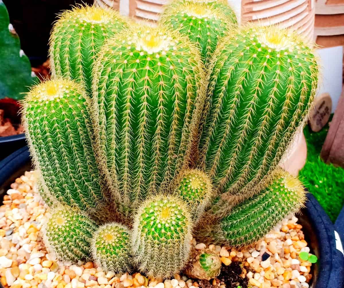 The spines of the yellow tower cactus are harmless.