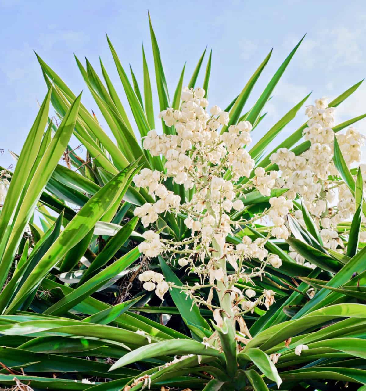 Yucca can handle the hottest climates.