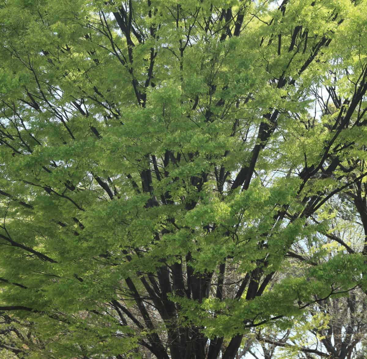 The zelkova is a sturdy shade tree.