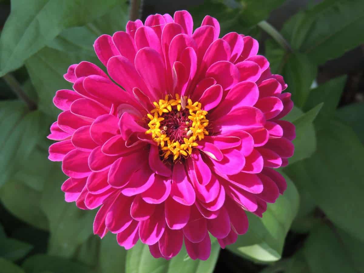 Zinnias are low-maintenance flowers that come in many bright colors.