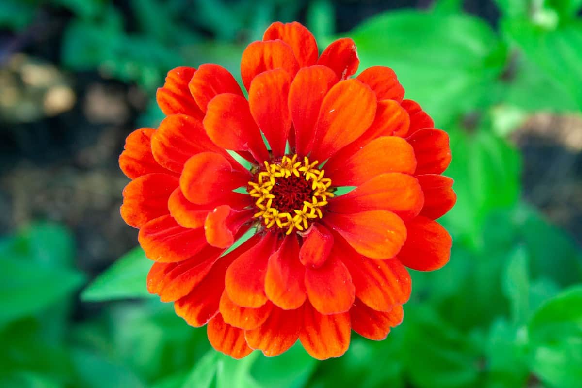 Zinnias are tropical annual flowers.