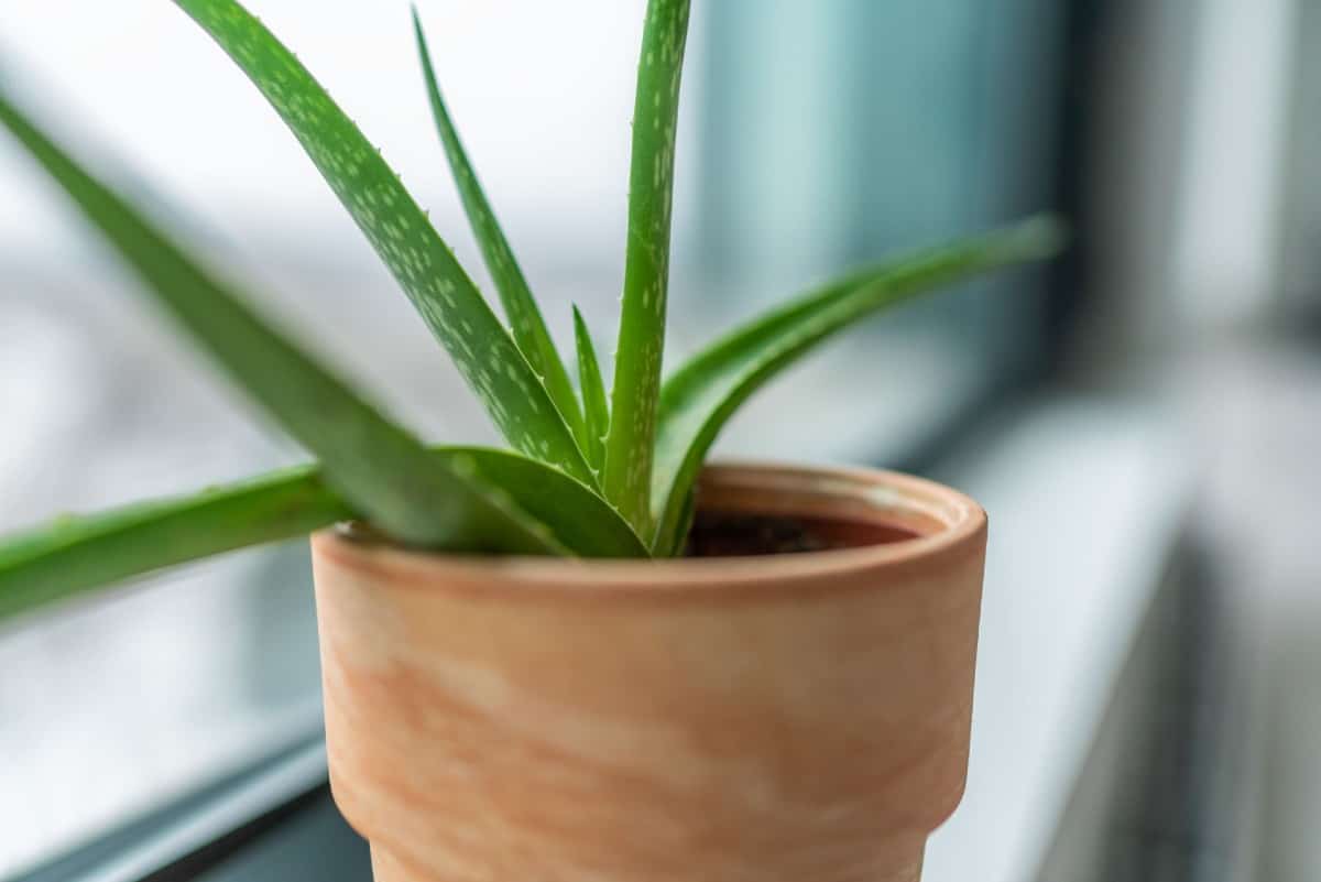 The gel in aloe vera leaves has medicinal uses.