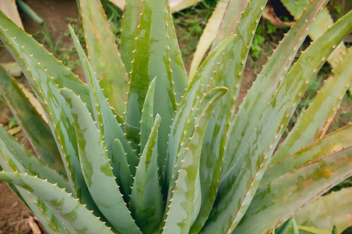 Aloe vera is great for burns.