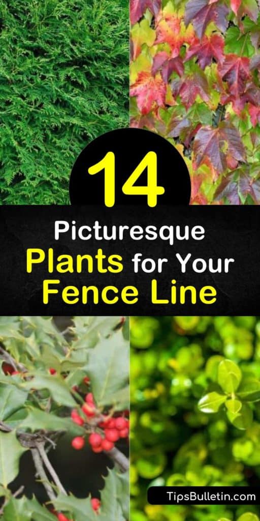 Create your own DIY privacy fence or privacy screen with these deciduous and evergreen shrubs and vines that grow along a chain link fence, picket fence, or any other type of fence. Watch how clematis and boxwood plants make a dense wall for half the price. #plants #fences #fenceline
