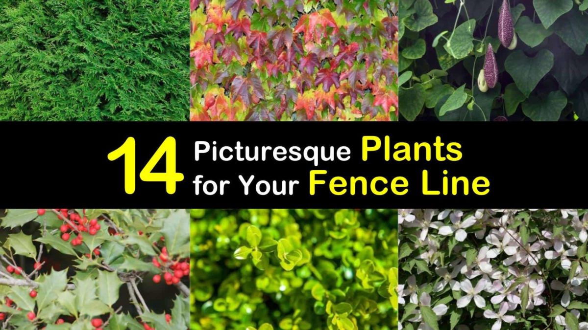 14 Picturesque Plants for Your Fence Line