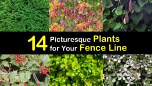 Amazing Plants for Your Fence Line titleimg1