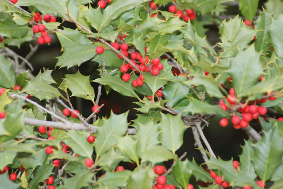 American holly is one of the hardiest shrubs.