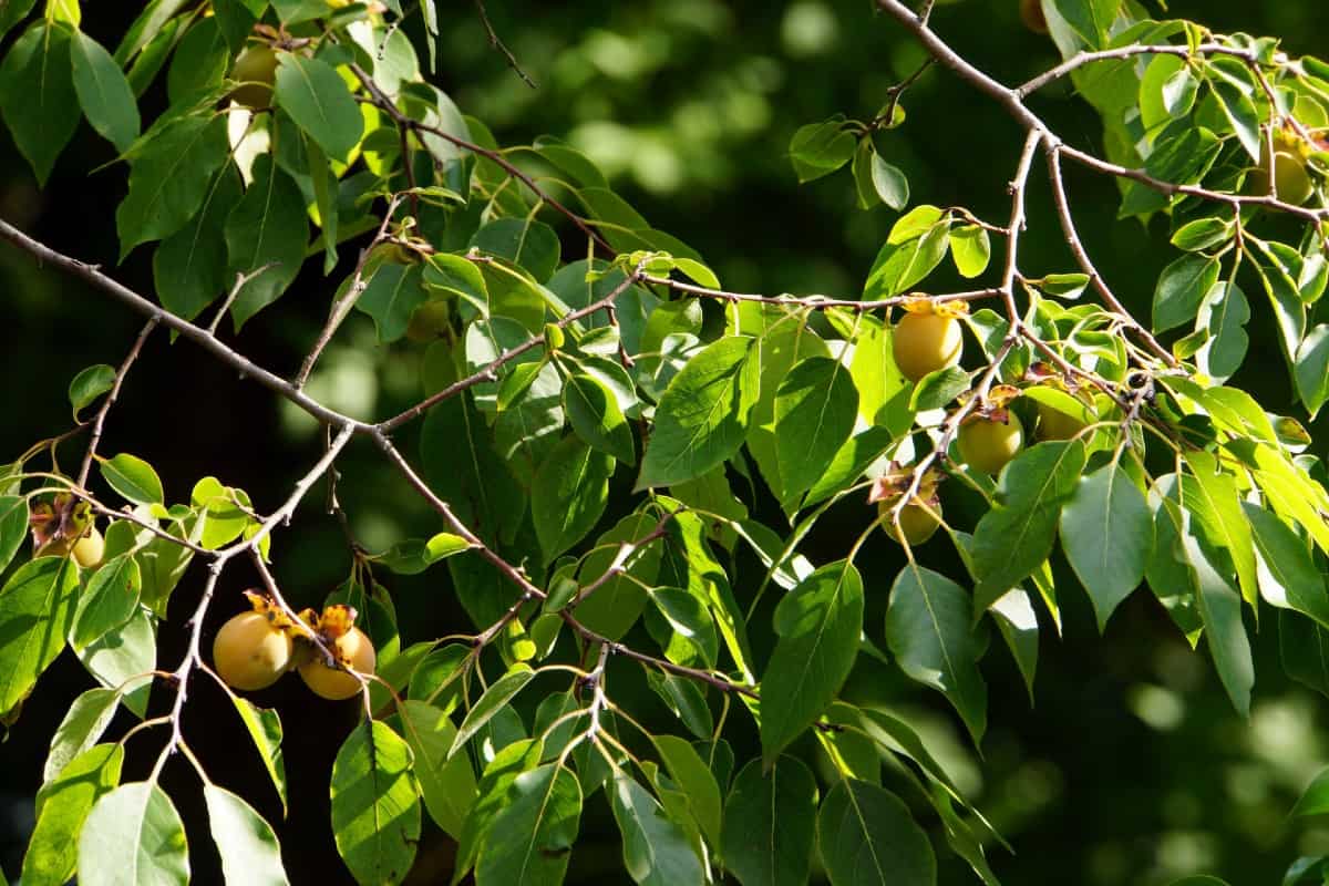 American persimmon trees produce orange-colored, sweet fruit.