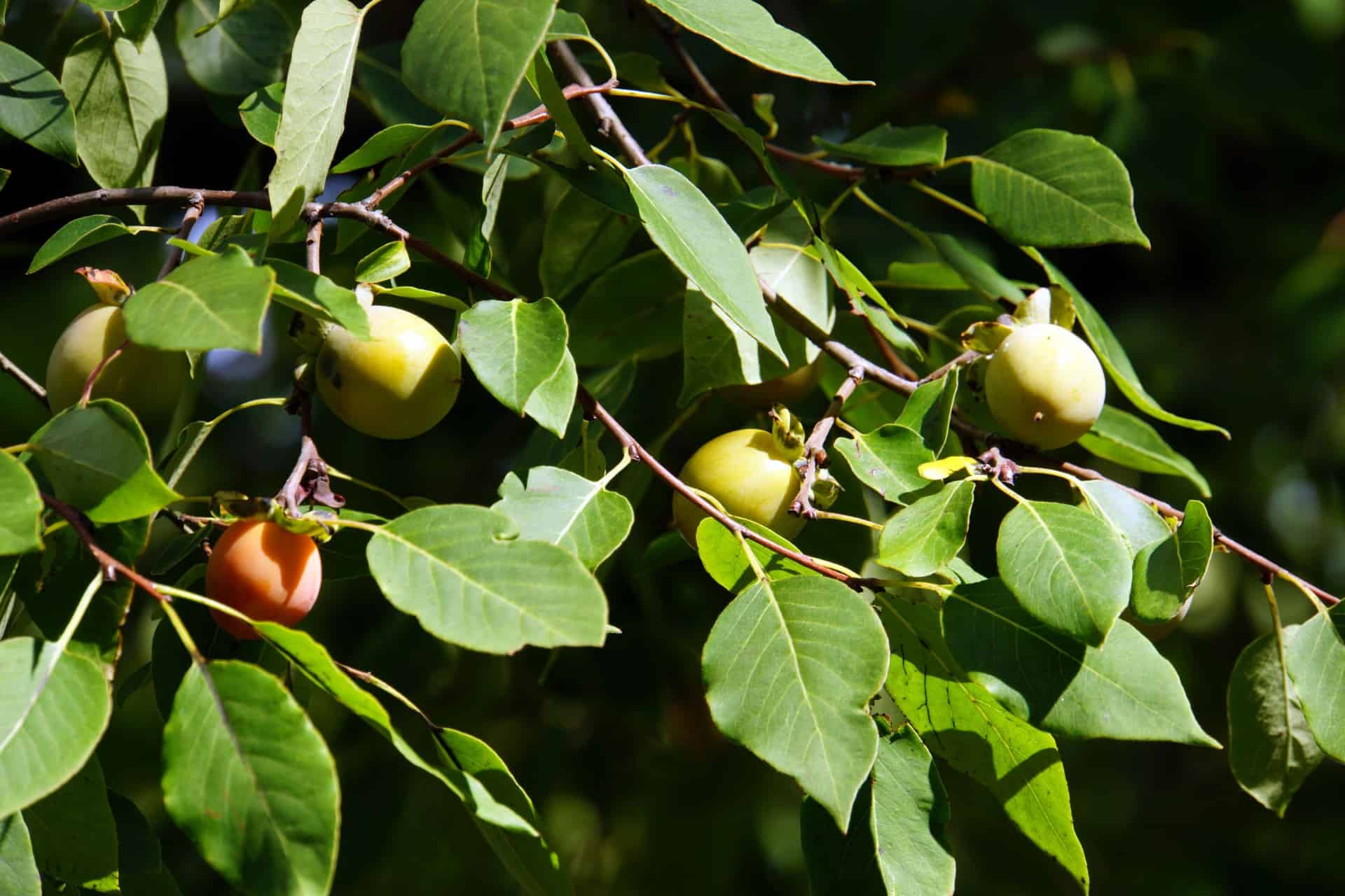 The fruit of American persimmon trees tastes like apricots.