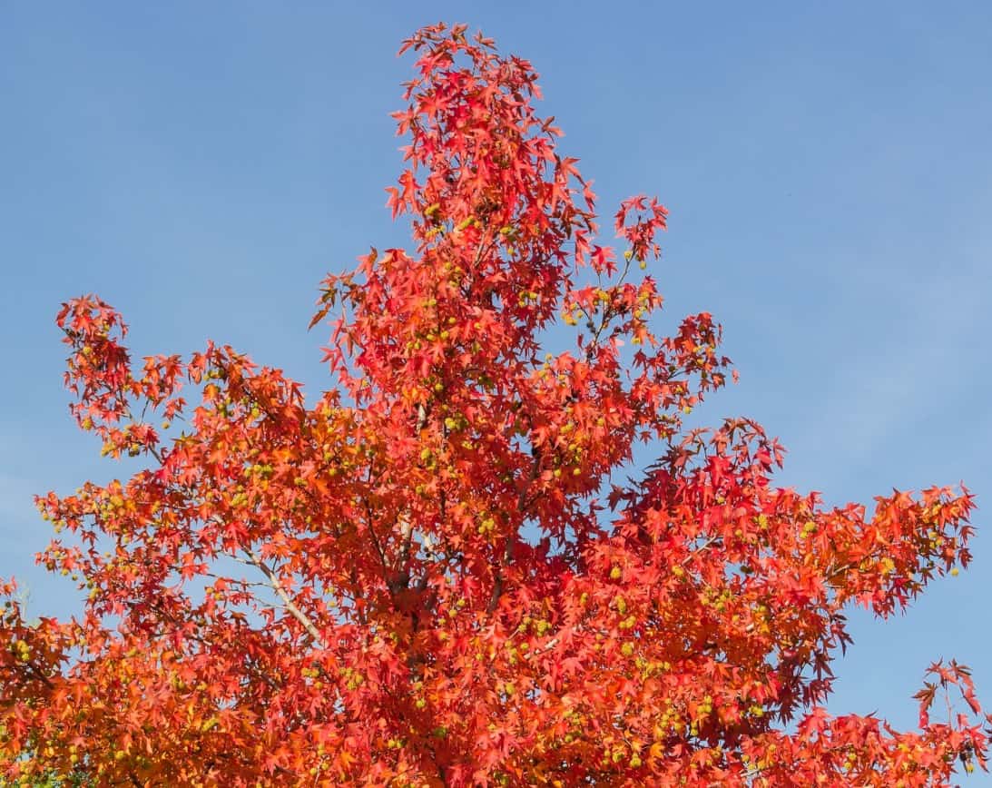 The American sweetgum tree has pretty, star-shaped leaves.