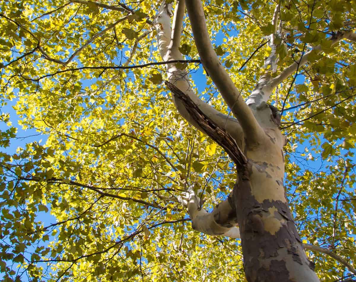 The American sycamore is an attractive shade tree with invasive roots.