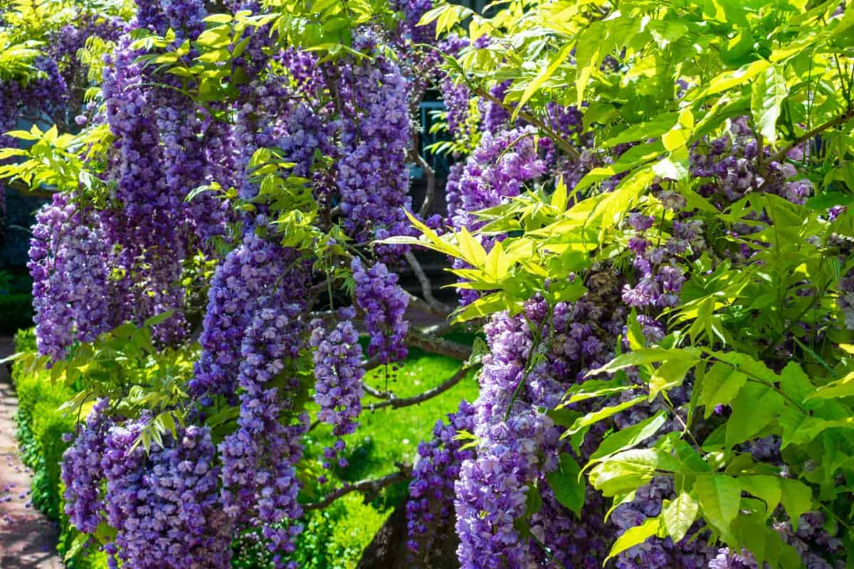 American wisteria vines are long, aggressive growers.