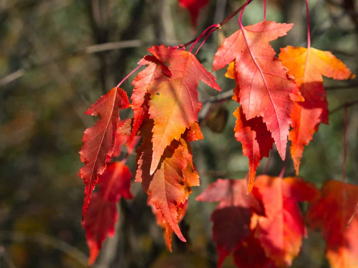 Amur maples are the perfect small trees for erosion control.