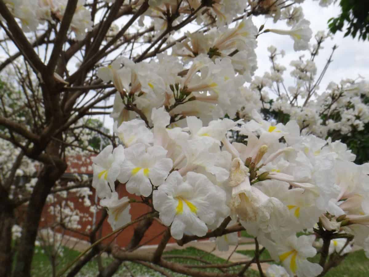 The flowers of the angel trumpet tree smell lemony.