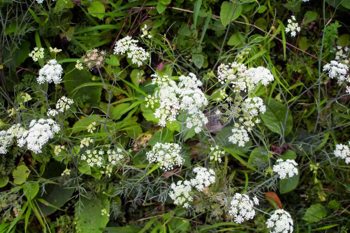 Anise is an herb with a licorice flavor.