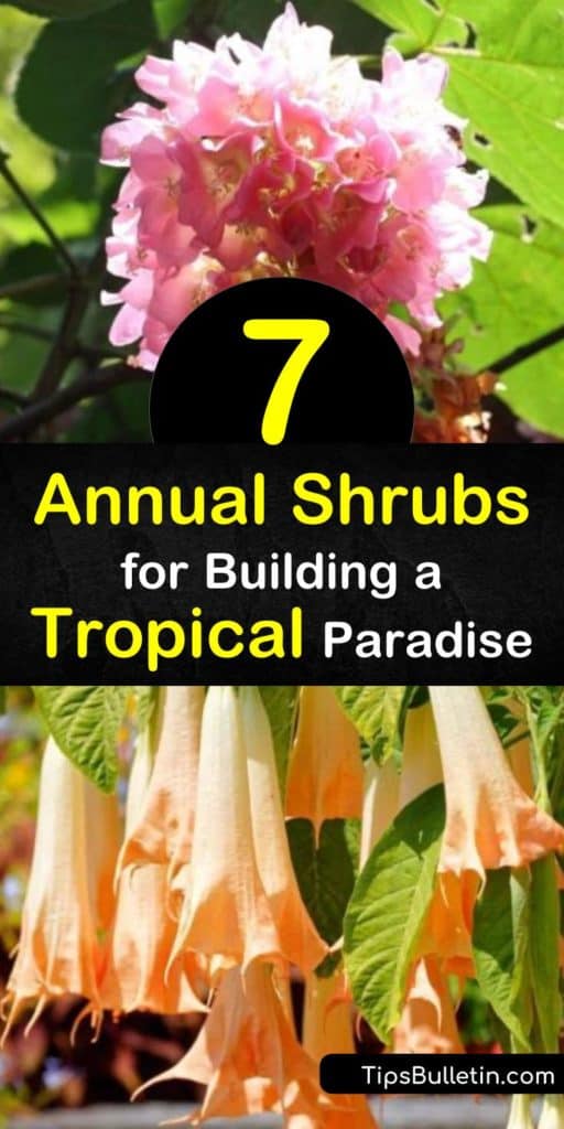 Discover tropical shrubs for use as annuals. The tropical hydrangea, beloved in Florida, bears giant pink flowers, while the canna lily stuns with yellow flowers and variegated leaves. Use gardenia, with its white flowers, as a houseplant, like other tropical plants. #annuals #shrubs #tropicalplants