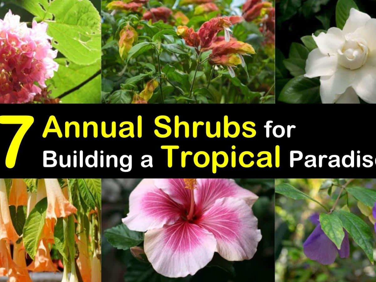 Tropical Plants Names