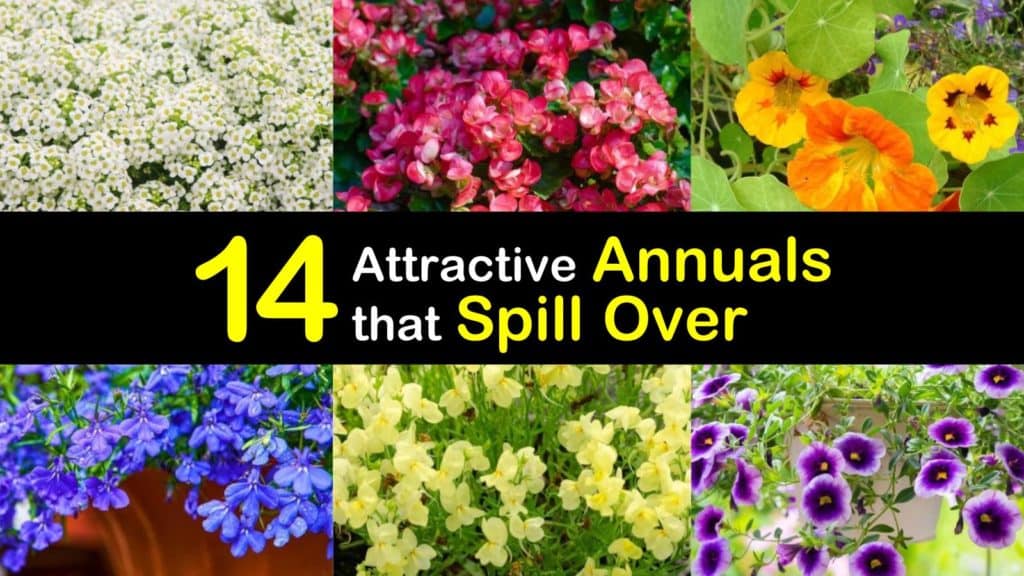 Annuals that Spill Over titleimg1