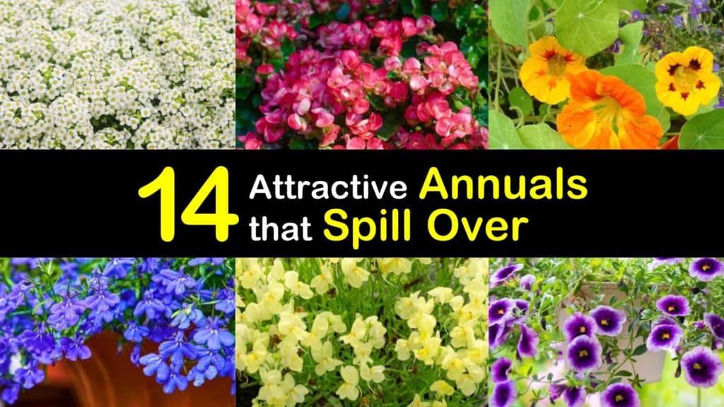 Annuals that Spill Over titleimg1
