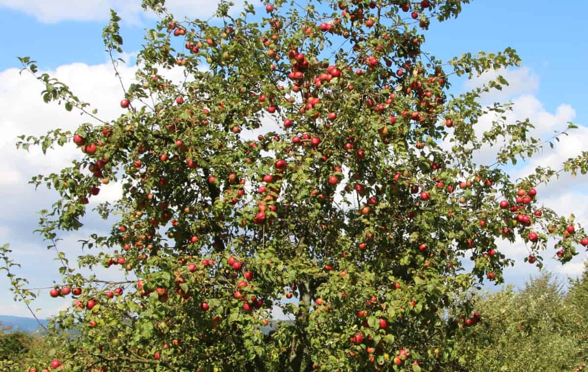 Apple trees come in many delicious varieties.