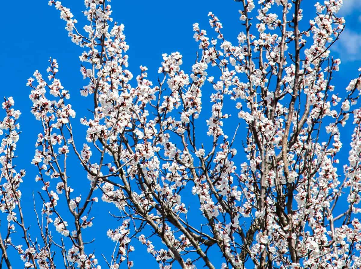 Apricot trees need a lot of sun.