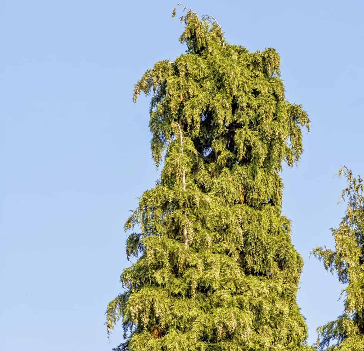 The arborvitae green giant makes a fast-growing hedge.