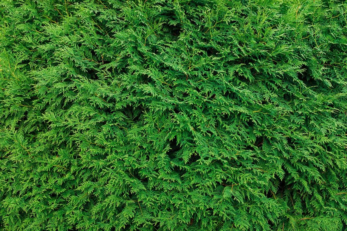 Arborvitae is fast-growing and low maintenance.